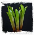 /album/fotogaleria-brocchinia/images-3-jpg1/